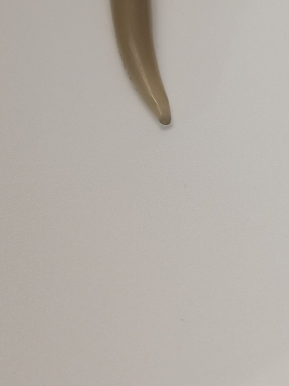 Very Nice AGATE CARVED HORN Pendant - Picture 5 of 8